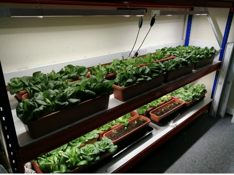 Optimal lighting requirements for growing lettuce