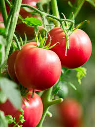 The required DLI for growing tomatoes successfully